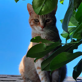 Allergie au chat